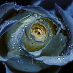 Meet your Posher, Diane